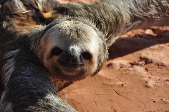 O bicho-preguiça parece nos pedir ajuda para cruzar a estrada, no trecho inicial da BR-319, rodovia que liga Manaus à Porto Velho